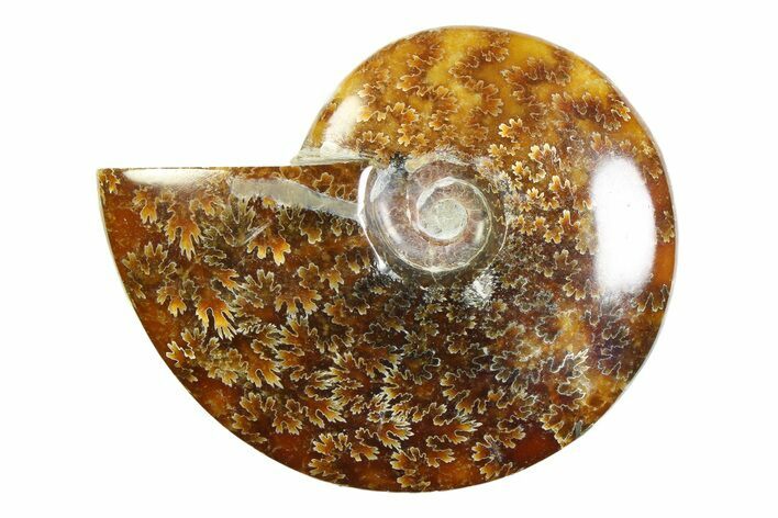 Polished Ammonite (Cleoniceras) Fossil - Madagascar #339242